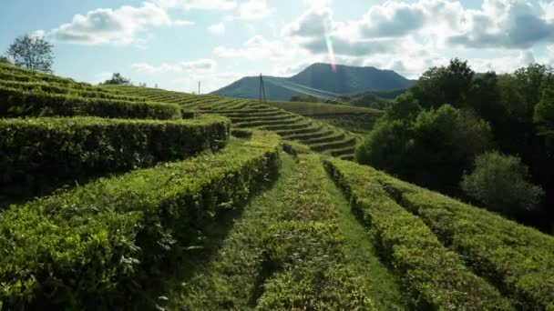 Plantation Thé Rangées Lisses Buissons Verts Coucher Soleil Photographie Aérienne — Video