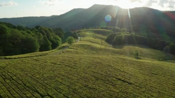 Plantación Filas Suaves Arbustos Verdes Puesta Sol Fotografía Aérea Naturaleza — Vídeos de Stock