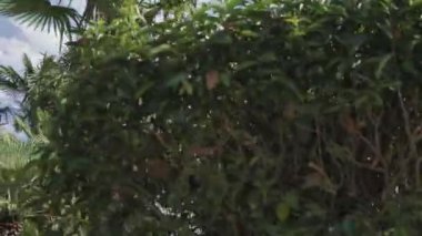 Sochi, Rusya - 20 Temmuz 2020: yüksek modern bina. Şehre. Mimarlık. İş merkezi. Modern otel. Soçi..