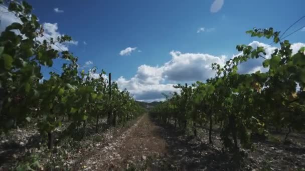 Movimento Nuvem Sobre Vinhas Tiro Lapso Tempo Céu Azul Fileiras — Vídeo de Stock