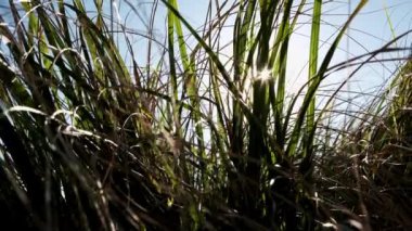 Yakın plan, mercek flaşı: Altın yaz güneşi yeşil çimlerin arasından geçiyor 