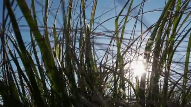 Close Lensflits Gouden Zomerzon Breekt Door Het Groene Gras — Stockvideo