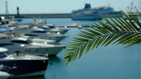 Palmzweig Beleuchtet Von Der Sonne Sonnenblendung Seehafen Hintergrund Für Die — Stockfoto