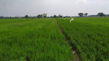 Öğleden sonra pirinç tarlası geçmişi. Öğleden sonra yeşil pirinç bitkileri..