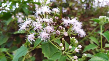 Arka bahçedeki pınar şeklinde yabani çiçekler. Bahar şeklinde güzel çiçek arkaplanı.