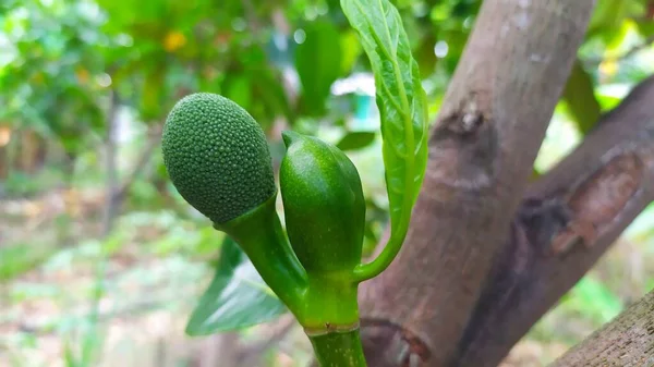 Jackfruit Toujours Croissance Macro Photo — Photo