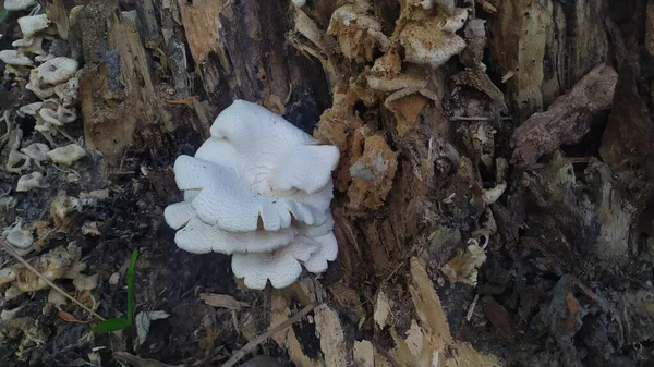 Cogumelos Selvagens Que Crescem Madeira Intemperizada — Fotografia de Stock