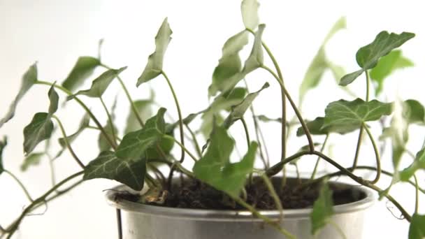 Plante d'intérieur en pot tournant en arrière-plan blanc — Video