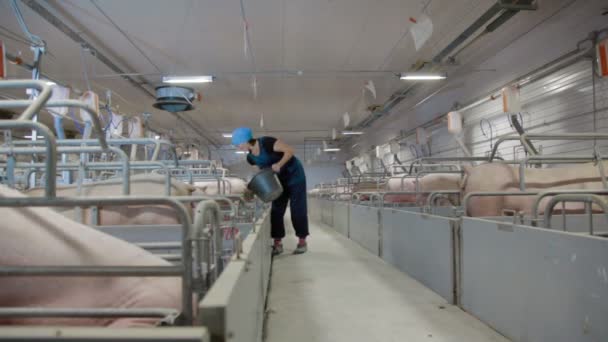 Pig farm worker feeds pigs Intensive pig farming