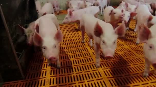 Schweine behandelten Camcorder und klettern Schnauze in die Linse