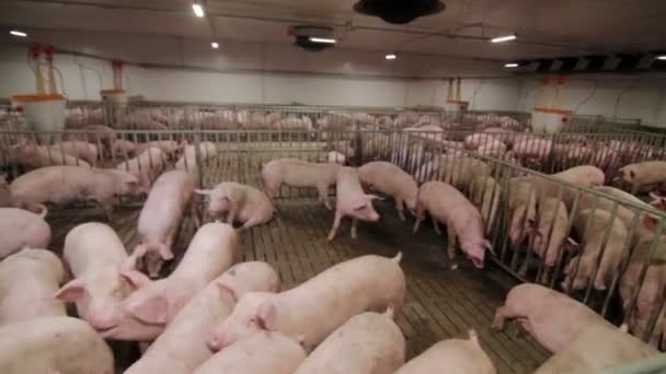 Cría Intensiva Cerdos Trabajador Porcino — Vídeos de Stock