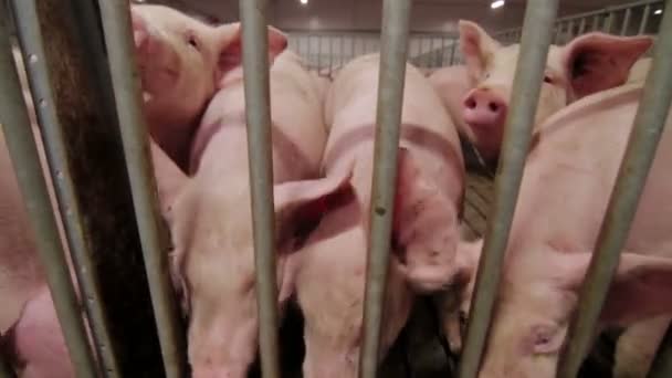 Pig Farm med många svin — Stockvideo