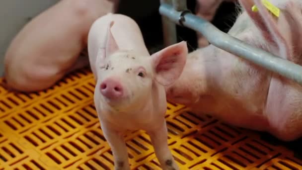 Suínos em uma moderna fazenda industrial de suínos — Vídeo de Stock