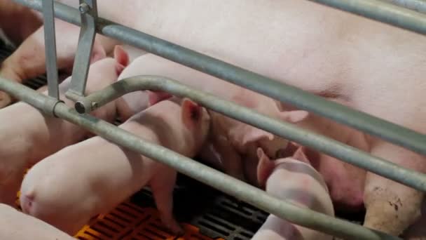 Ferkel auf einem industriellen Schweinemastbetrieb — Stockvideo