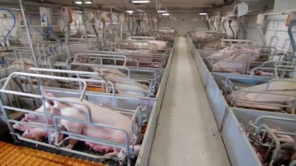 Cerdos en una moderna granja industrial de cerdos — Vídeos de Stock