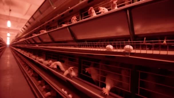 White hens are fed from the trough on poultry farm. Chicken coop. — Stock Video