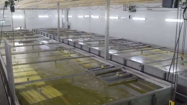 Refrigeração rodas de queijo antes de secar. Processo de fabrico de queijo. Produção de rodas de queijo na fábrica . — Vídeo de Stock