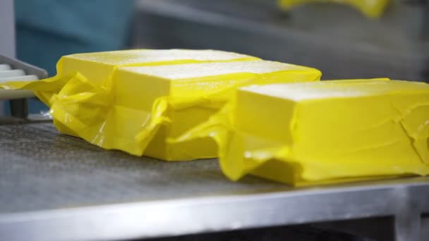 Διαδικασία συσκευασίας τυριών. Κλείστε την επεξεργασία τυριών στο εργοστάσιο τροφίμων. Διαδικασία παρασκευής τυριών. — Αρχείο Βίντεο