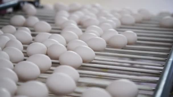 Tojásgyár. Csirke tojás csomagolás. Baromfitenyésztő üzem — Stock videók