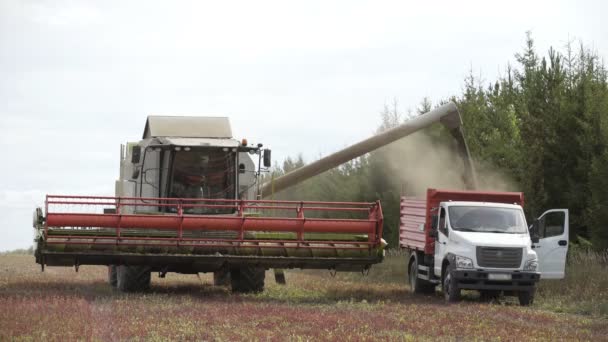 荞麦田拖车里的小麦卸料 — 图库视频影像