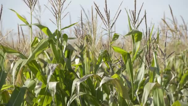 Güneşli bir günde mısır tarlası. Mısır Yetiştiriciliği. Ekolojik Çiftçi, Organik Bahçecilik, Gıda Ve Bitkileri Üretimi — Stok video