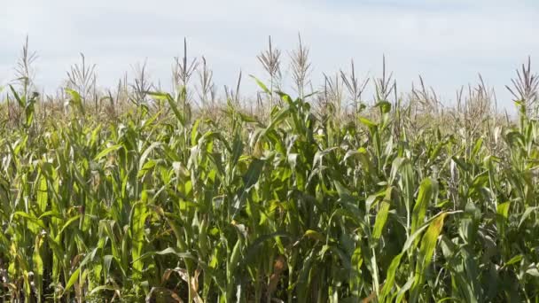 El campo del maíz en el día soleado. Cultivo de maíz. Agricultor Ecológico, Horticultura Orgánica, Producción de Alimentos y Cultivos — Vídeo de stock