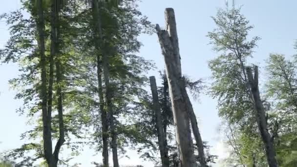 Vieille forêt de pins dans la vallée de montagne en journée d'été. Alpes plein air vert nature paysage montagnes sauvage aérienne Establisher — Video