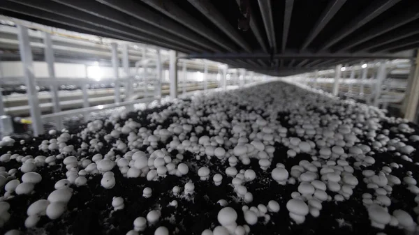 White champignon mushrooms harvest. many champignon mushrooms. Champignon production farm. Shelves rows. Shampion grown mushrooms. Modern agriculture