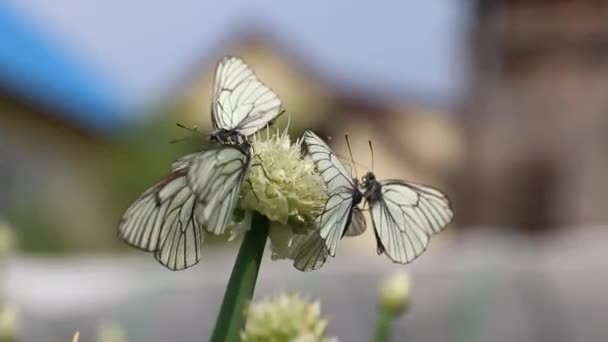 Pillangó Hagymavirágokon — Stock videók