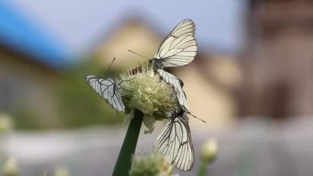 タマネギの花の蝶3 — ストック動画