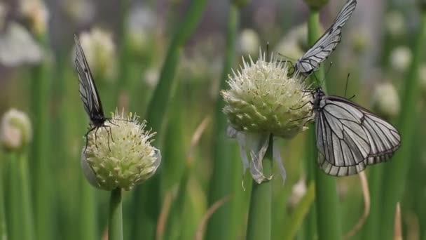 蝴蝶在洋葱花上飞7 — 图库视频影像