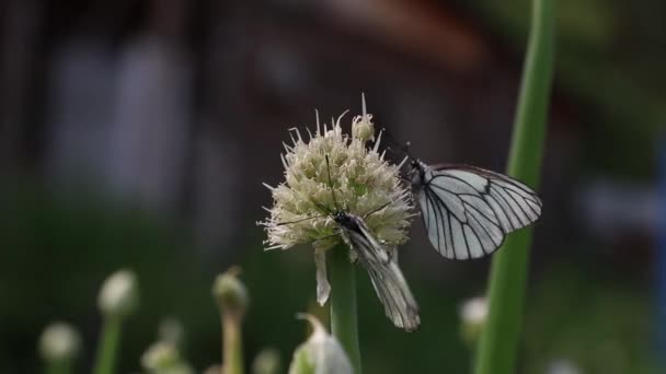 Pillangó Hagyma Virágok — Stock videók