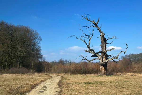 Konstigt Träd Blå Himmel — Stockfoto