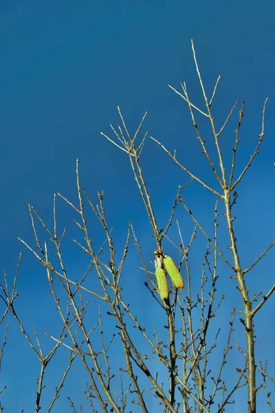 Mısır asmak bir ağaç üzerinde