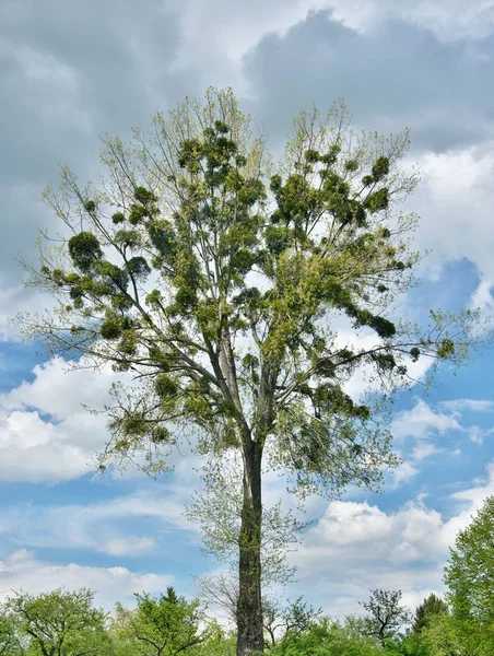 Leafy Tree Covered Mistletoe — Stock Photo, Image