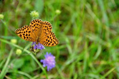 Çiçek pollinating çimenlerde kelebek