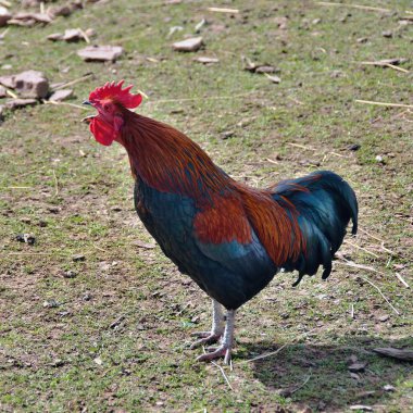 Horoz ile bahçede bir açık Gaga kargalar