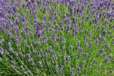 Çiçekli lavanta arılar tozlaşmayı ile bir bahçede bir sürü