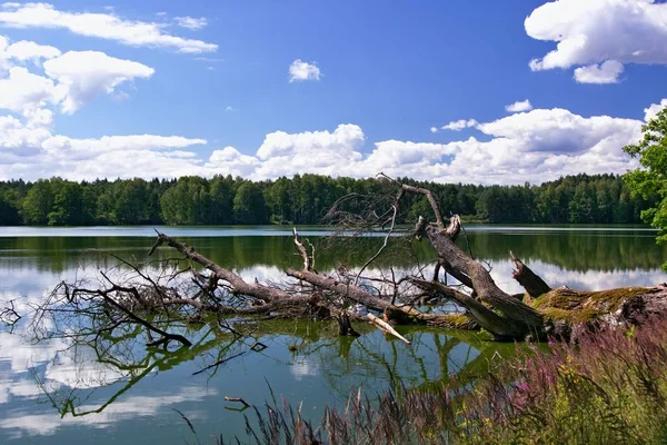 Lagoa Sob Céu Azul Com Nuvens Com Uma Árvore Caindo — Fotografia de Stock