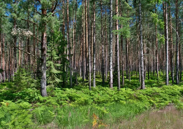 güneşli çam ormanı ile lots-in eğrelti otları