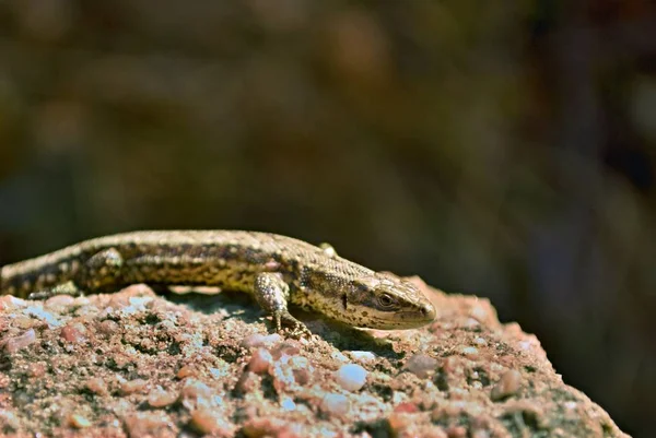Brown lizard with eye laying on a stone in a sunny day in springtime
