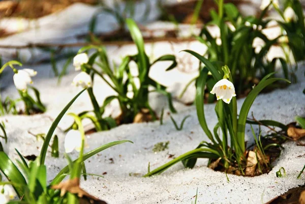 Comienza Primavera Con Copos Nieve Flor Nieve Derretida Bosque Cubierto —  Fotos de Stock