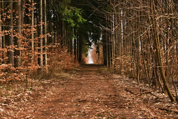 Yaz aylarında yolda dikenli bir iğne Çam ormanıyla