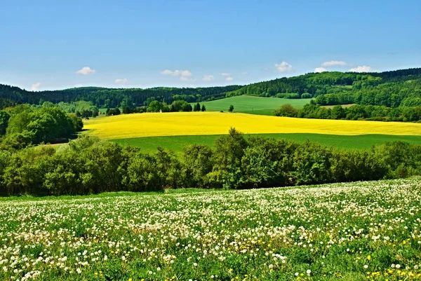 一个充满蒲公英的草地 一个油菜场和下面的林地的乡村景观 图库图片