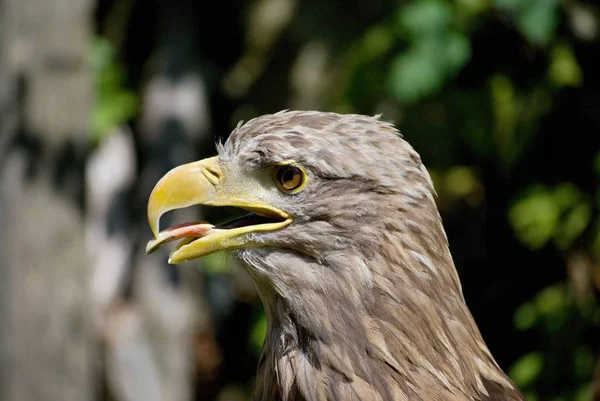 Pájaro Raptor Águila Marina Retrato Cerca —  Fotos de Stock