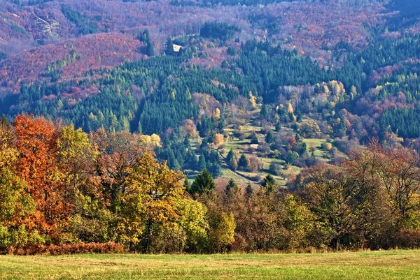 Uma Floresta Cores Outono Com Prado Primeiro Plano Cheio Árvores — Fotografia de Stock