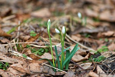 Tomurcukları ormandaki yaprakları arasında beyaz kardelen