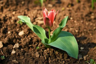 Güneşin yaprakları ile bir kırmızı lale