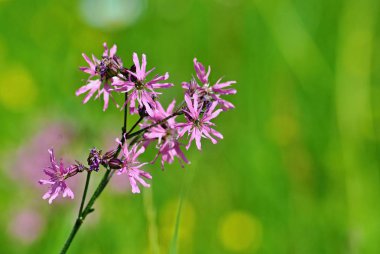Yeşil çimen çiçek açan Lychnis flos cuculi Mor çiçek