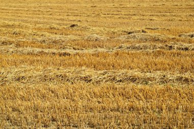 Altın sarı alandan sonra görüntü doldurma hasat